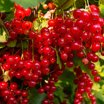What's a Currant and Why Is It in My Mead?