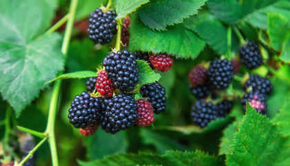 Black Raspberries
