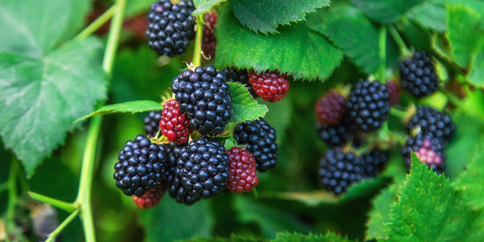 Black Raspberries