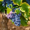 Vine versus Hive: Unraveling the Fundamental Divide Between Wine and Mead